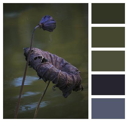 Plant Withered Water Lily Image